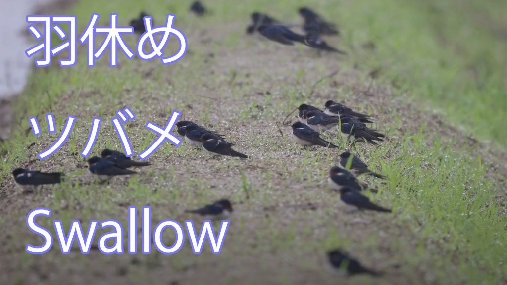 【羽休め】 ツバメ Swallow