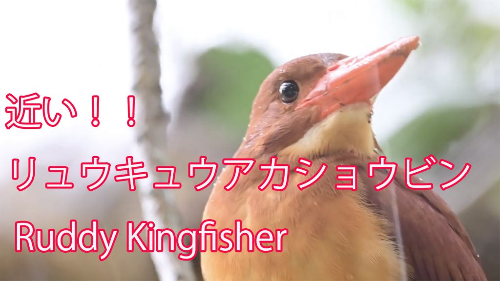 【近い！！】 リュウキュウアカショウビン Ruddy Kingfisher