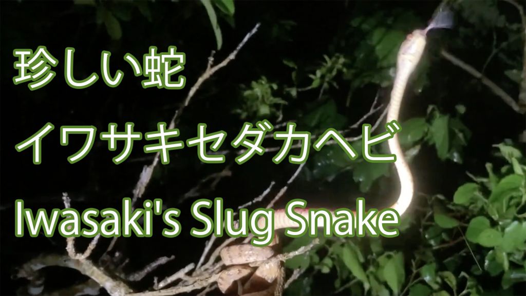 【珍しい蛇】  イワサキセダカヘビ  Iwasaki's Slug Snake
