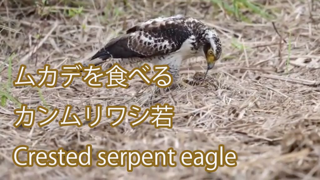 【ムカデを食べる】カンムリワシ若 Crested serpent eagle