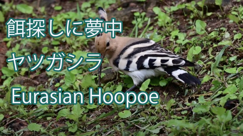 【餌探しに夢中】 ヤツガシラ Eurasian Hoopoe