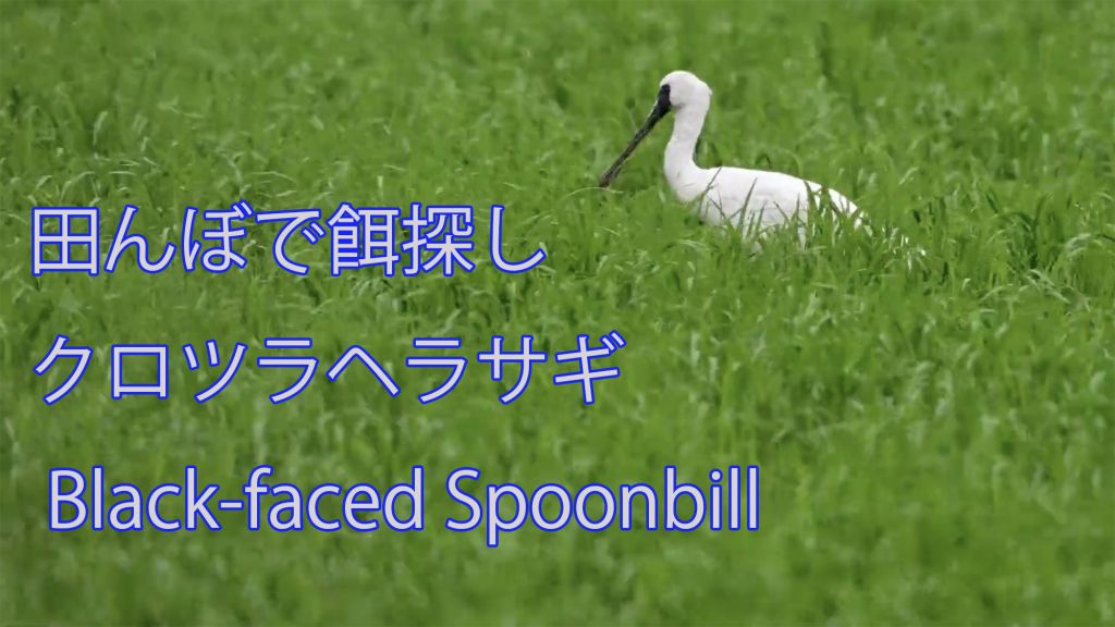 【田んぼで餌探し】 クロツラヘラサギ Black-faced Spoonbill