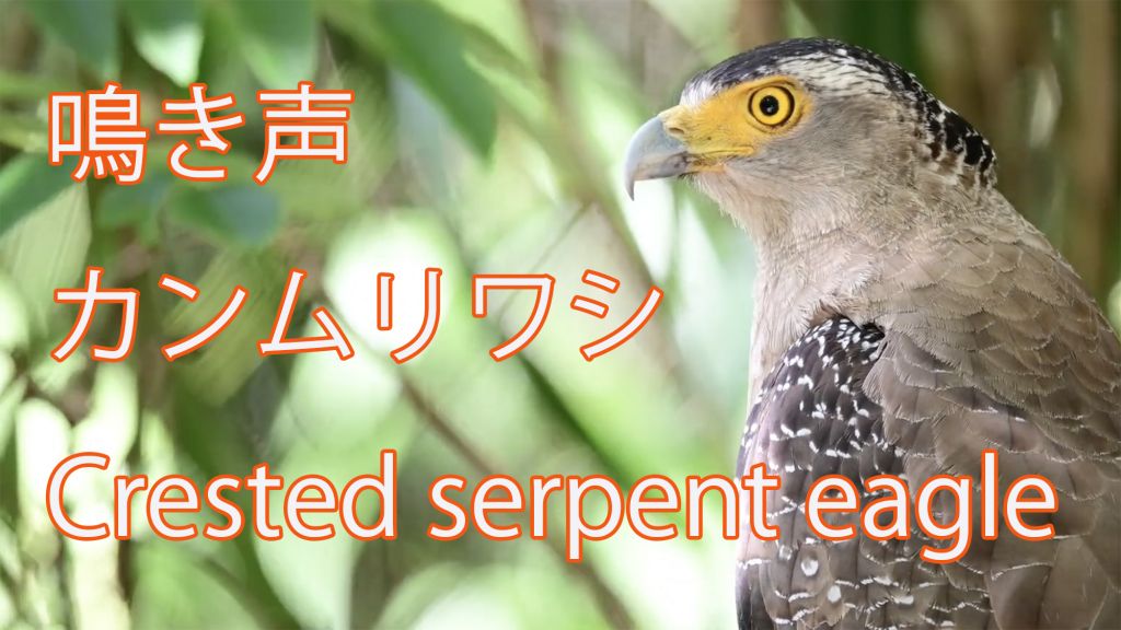 【鳴き声】 カンムリワシ Crested serpent eagle