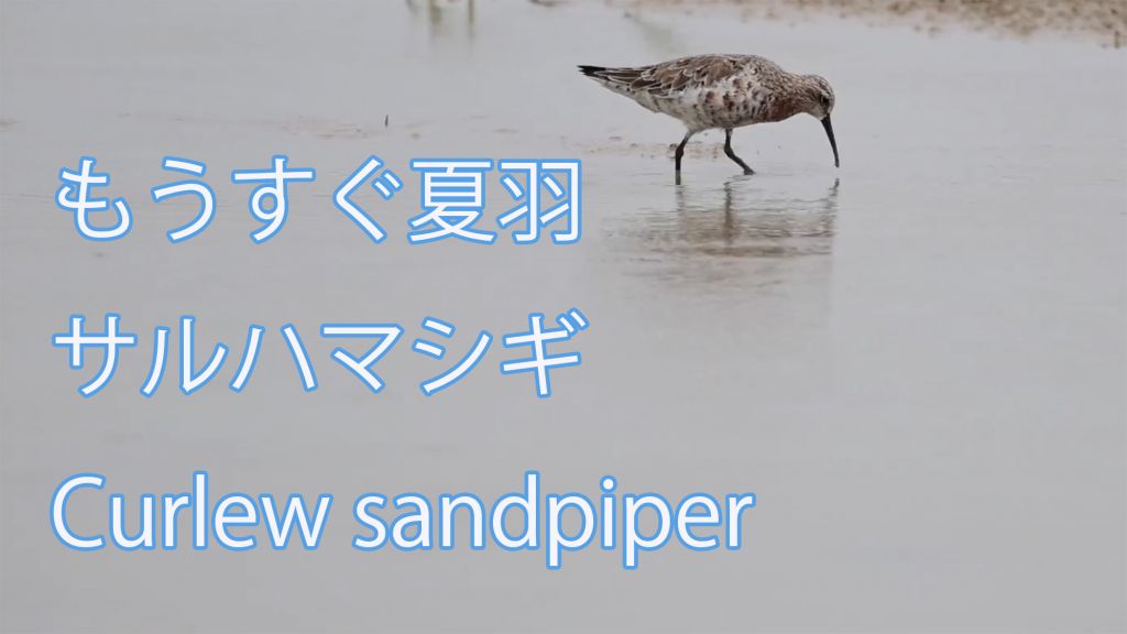 【もうすぐ夏羽】 サルハマシギ Curlew sandpiper