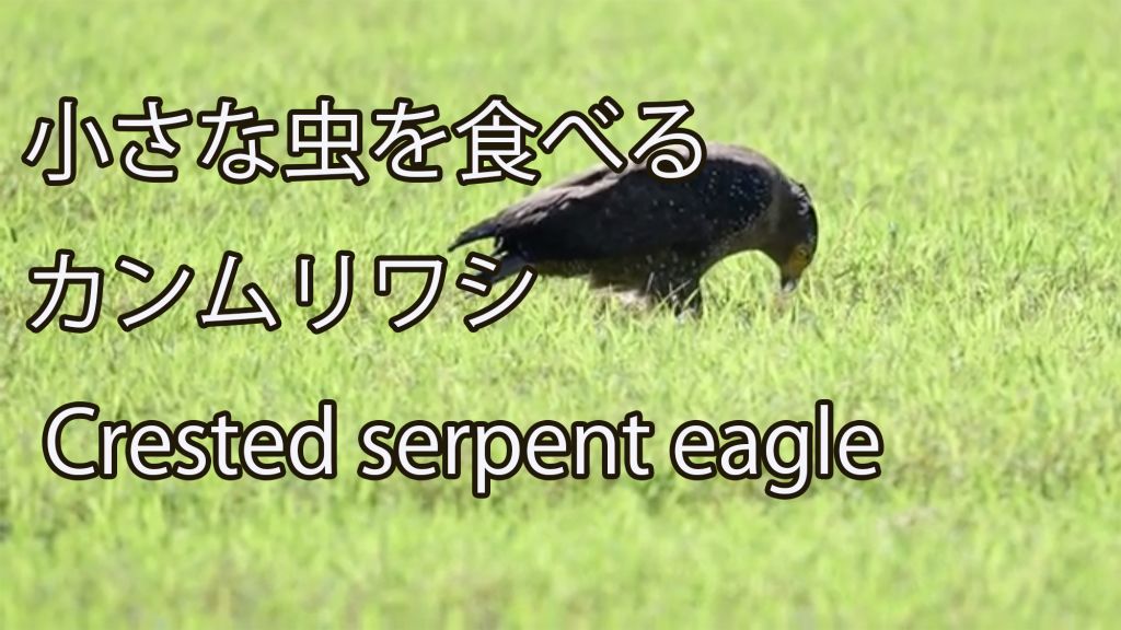 【小さな虫を食べる】 カンムリワシ Crested serpent eagle
