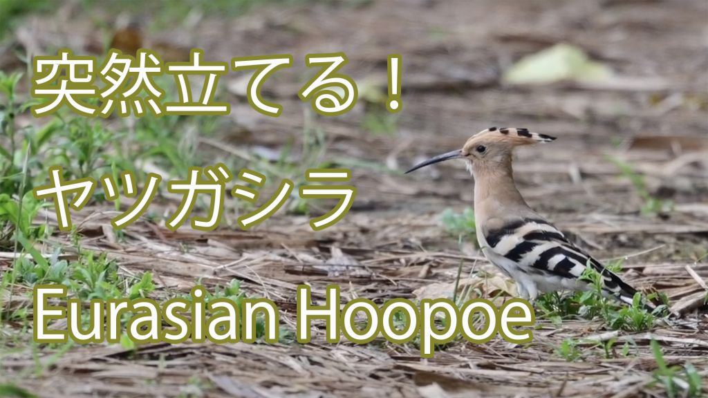 【突然立てる！】 ヤツガシラ Eurasian Hoopoe