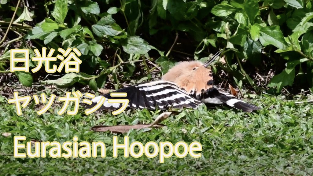 【日光浴】ヤツガシラ Eurasian Hoopoe