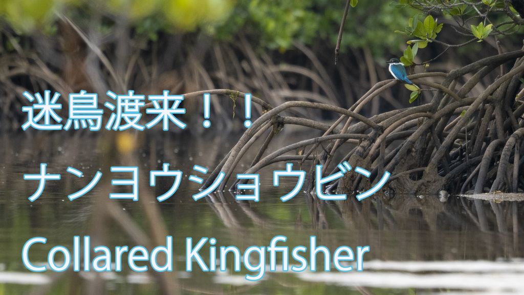 【迷鳥渡来！！】ナンヨウショウビン Collared Kingfisher