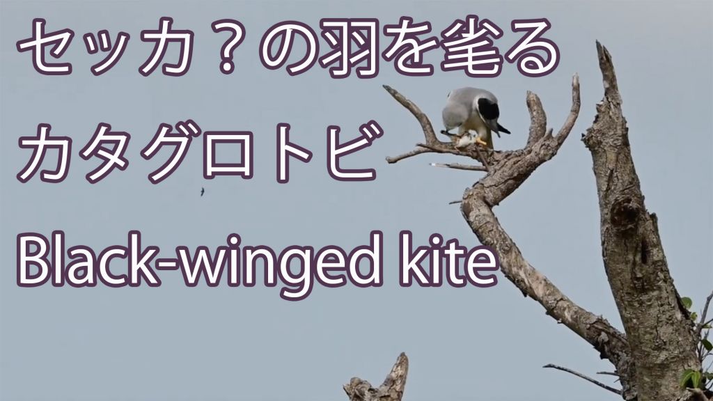 【セッカ？の羽を毟る】 カタグロトビ Black-winged kite