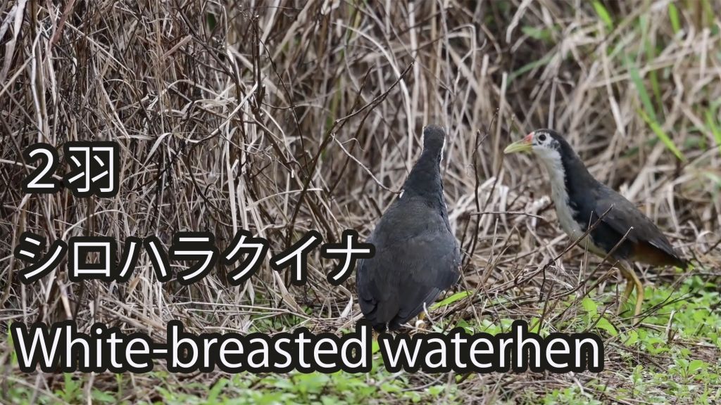 【２羽】 シロハラクイナ White-breasted waterhen