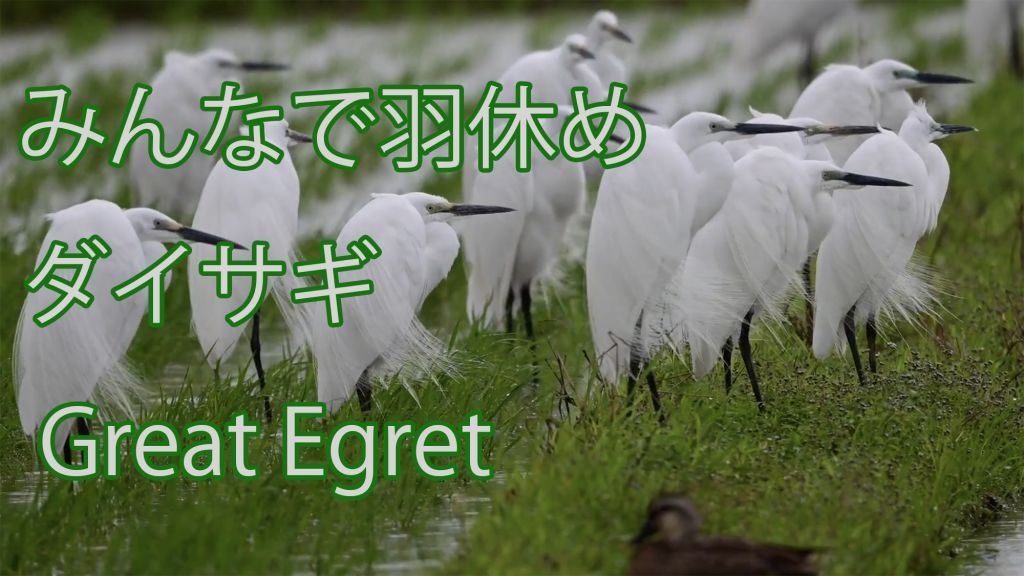 【みんなで羽休め】 ダイサギ Great Egret