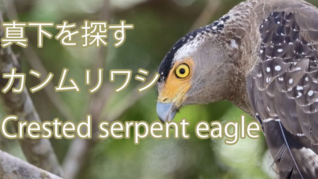 【真下を探す】  カンムリワシ  Crested serpent eagle