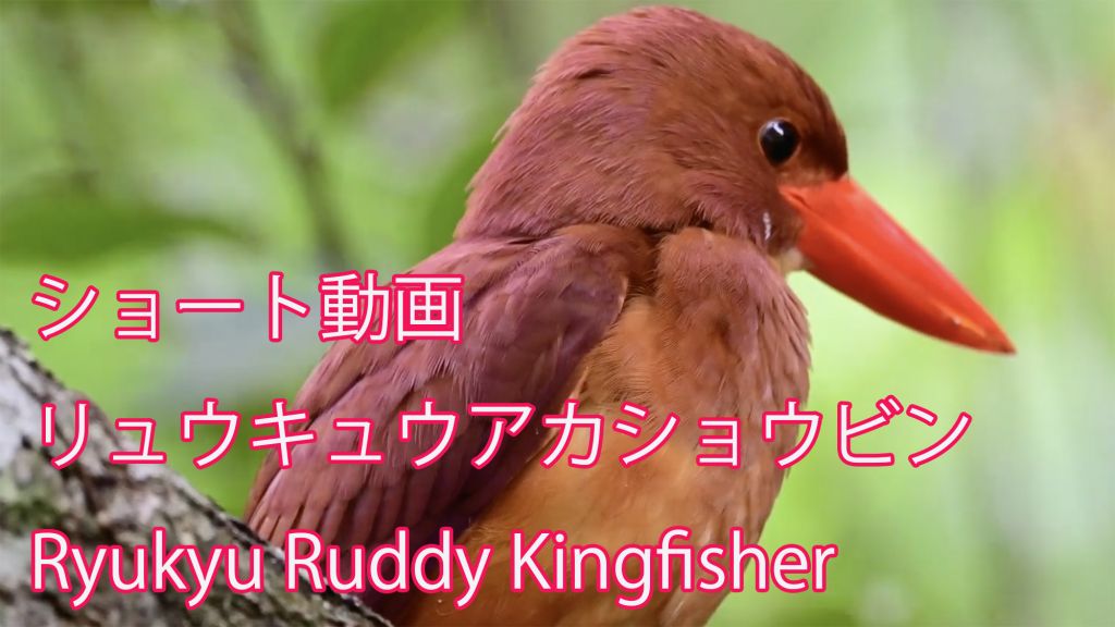 【ショート動画】 リュウキュウアカショウビン Ryukyu Ruddy Kingfisher