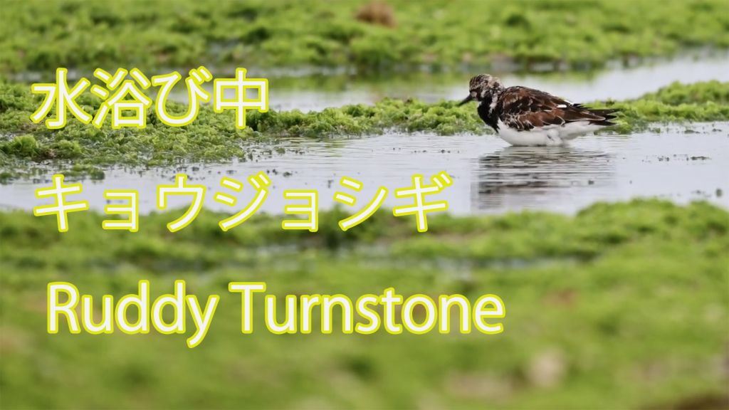 【水浴び中】  キョウジョシギ  Ruddy Turnstone