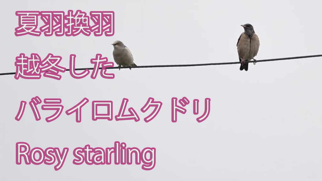 【夏羽換羽】 越冬したバライロムクドリ Rosy starling