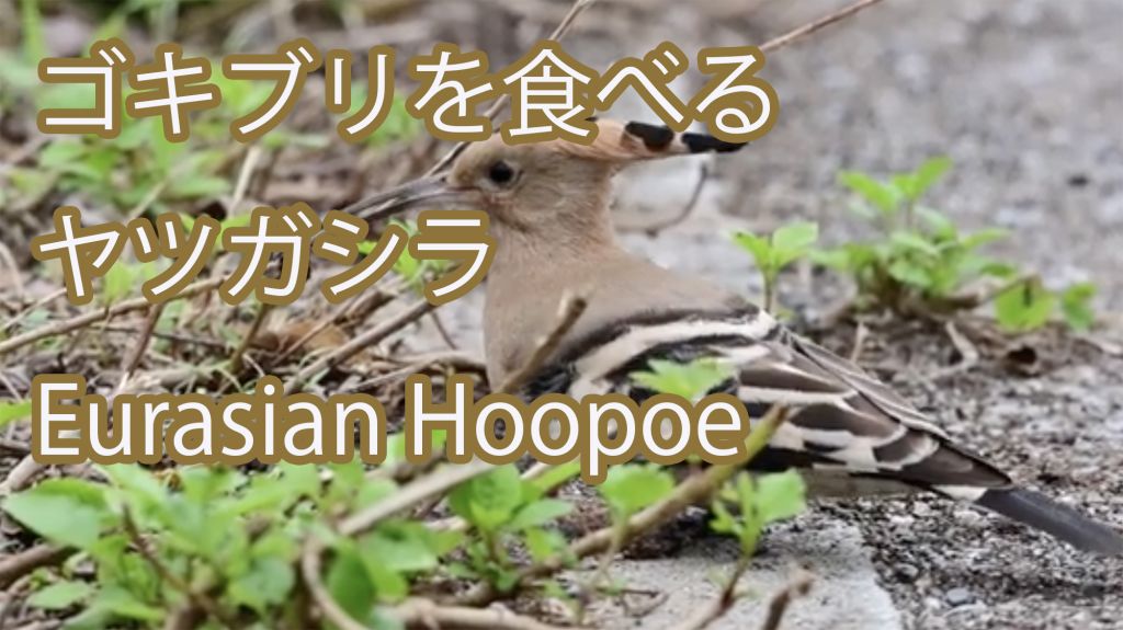 【ゴキブリを食べる】 ヤツガシラ Eurasian Hoopoe