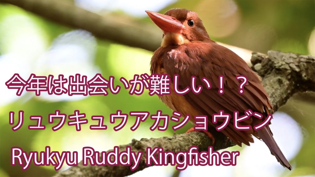 【今年は出会いが難しい！？】 リュウキュウアカショウビン Ryukyu Ruddy Kingfisher