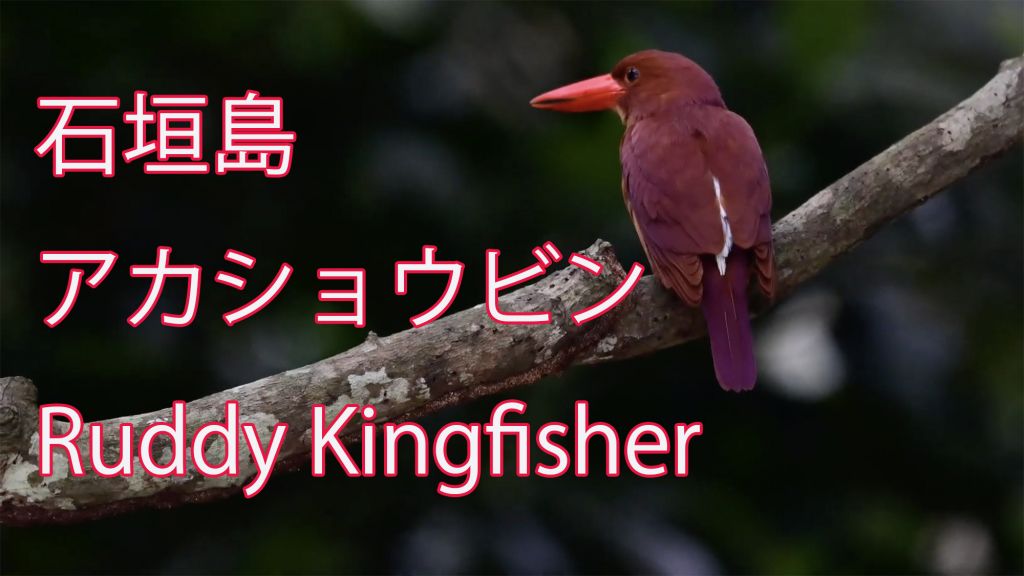 【石垣島】 アカショウビン Ruddy Kingfisher