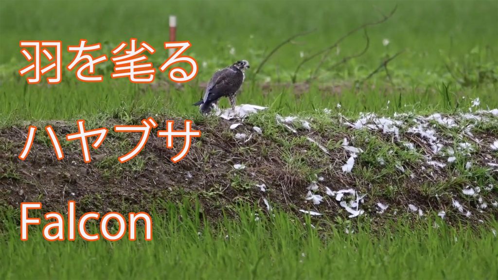 【羽を毟る】 ハヤブサ Falcon