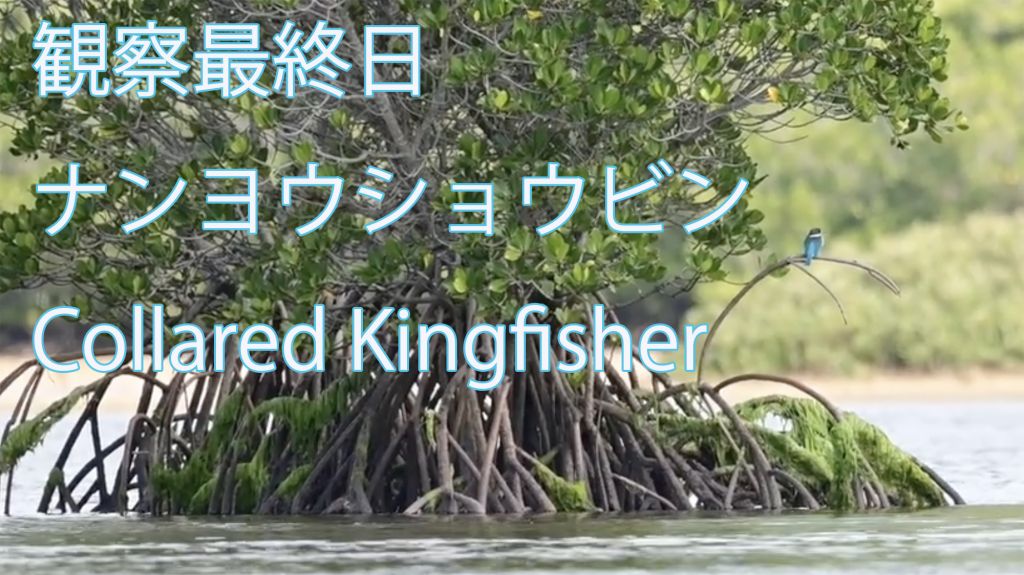 【観察最終日】 ナンヨウショウビン Collared Kingfisher