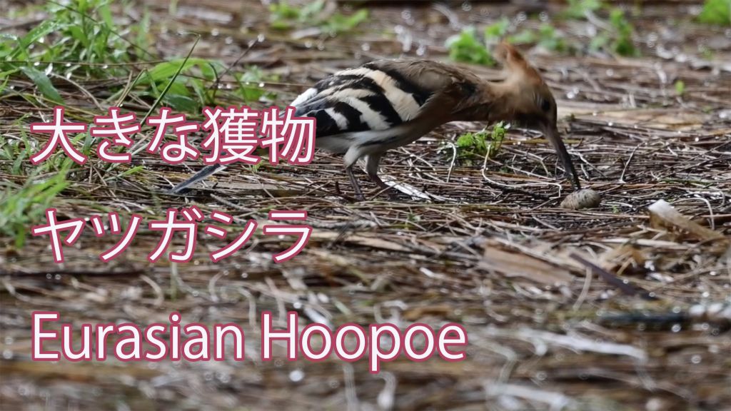 【大きな獲物】 ヤツガシラ Eurasian Hoopoe