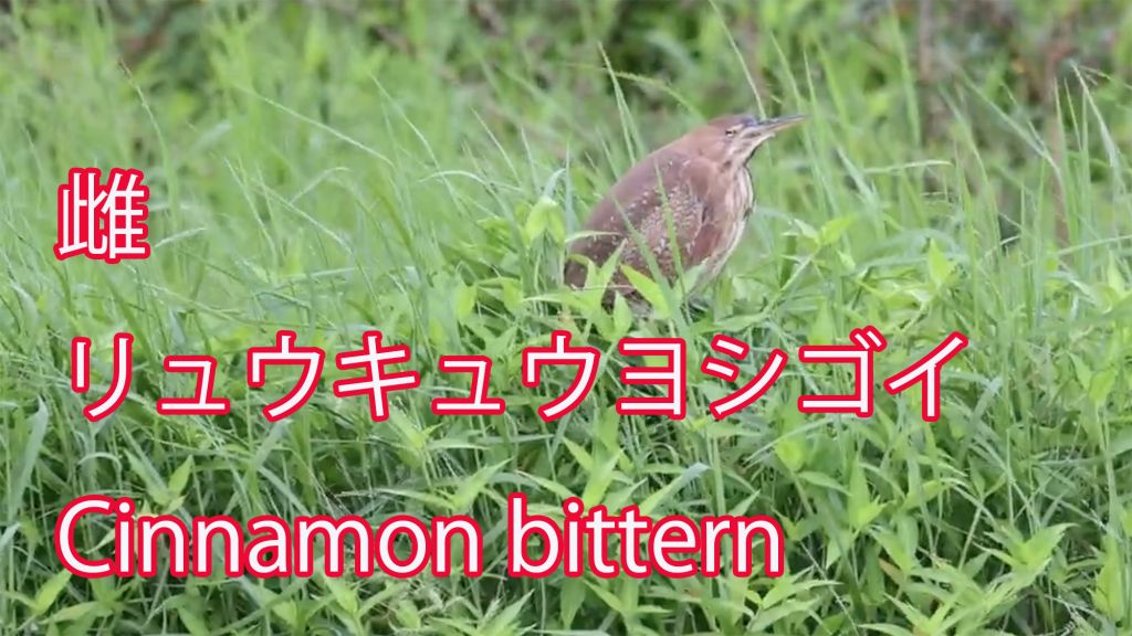 【雌】 リュウキュウヨシゴイ Cinnamon bittern