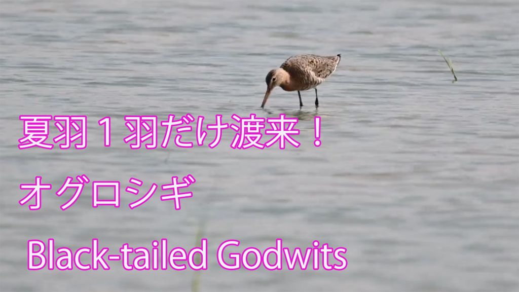 【夏羽】 オグロシギ Black-tailed Godwits