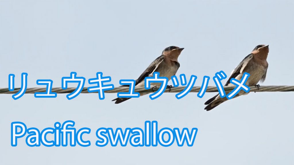 【親子】 リュウキュウツバメ Pacific swallow