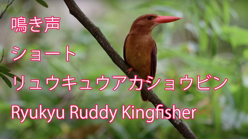 【鳴き声　ショート】 リュウキュウアカショウビン Ryukyu Ruddy Kingfisher