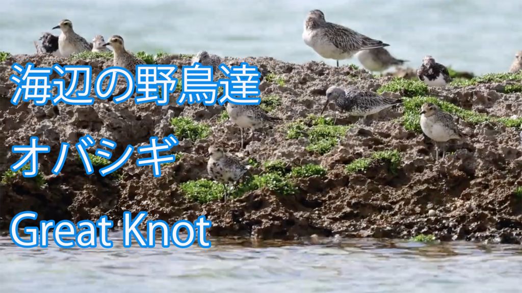 【海辺の野鳥達】 オバシギ Great Knot