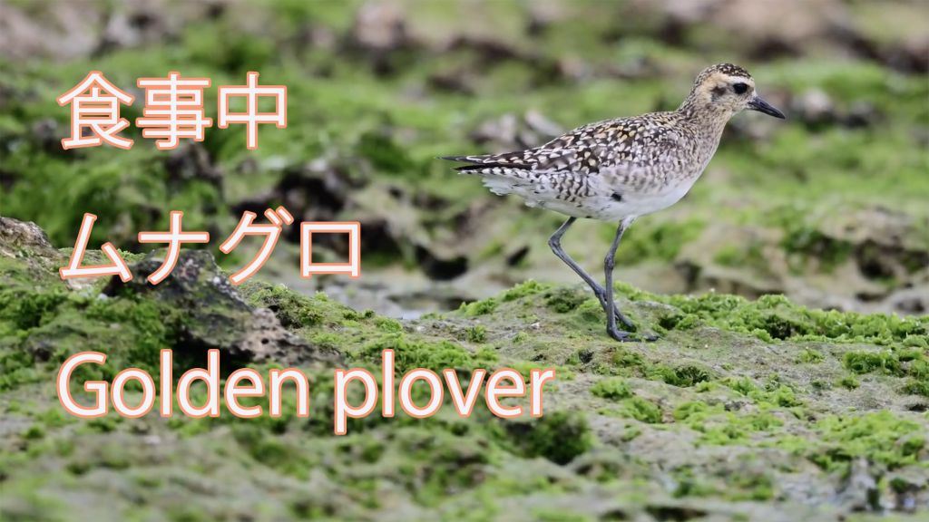 【食事中】 ムナグロ Golden plover