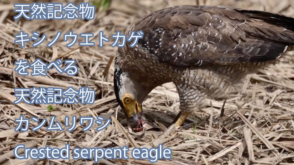 【天然記念物キシノウエトカゲを食べる天然記念物】 カンムリワシ Crested serpent eagle