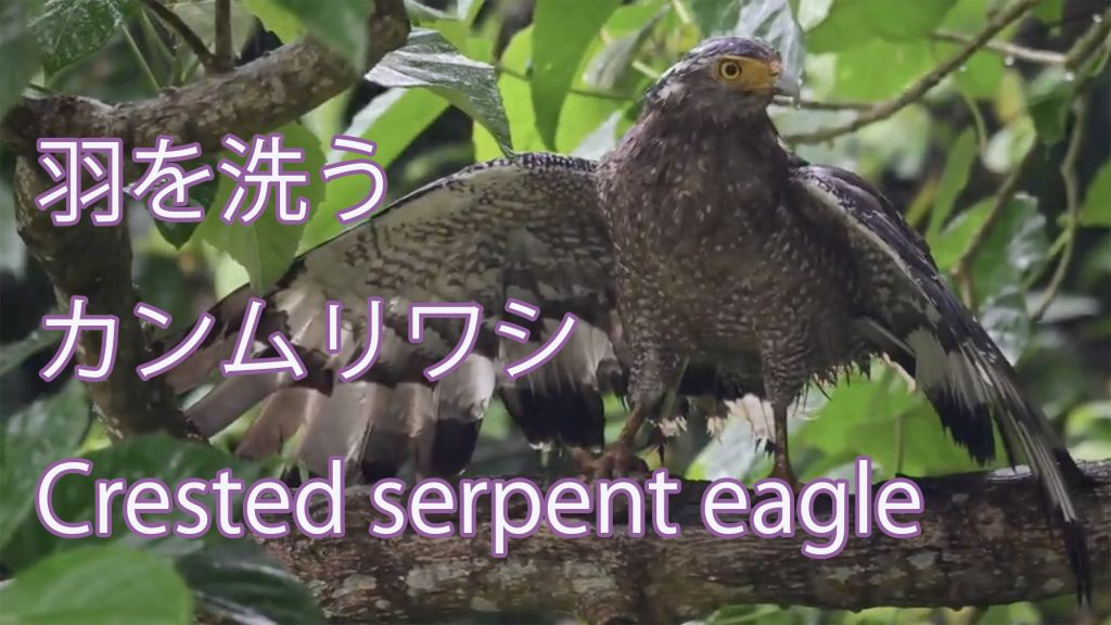 【羽を洗う】 カンムリワシ Crested serpent eagle