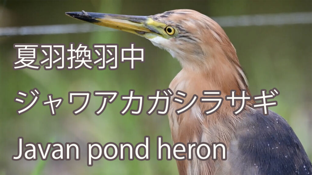 【夏羽換羽中】 ジャワアカガシラサギ Javan pond heron