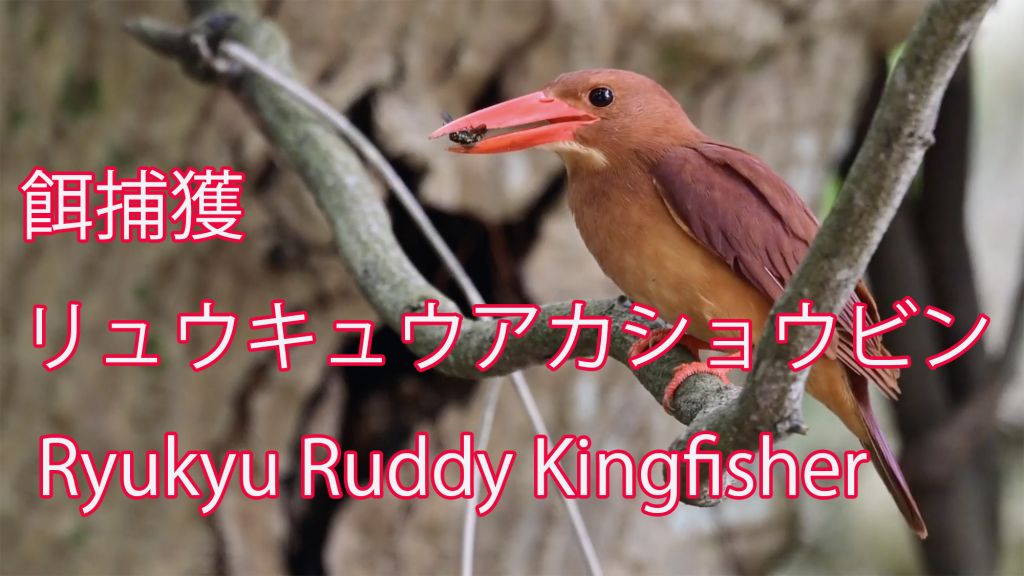 【餌捕獲】 リュウキュウアカショウビン Ryukyu Ruddy Kingfisher