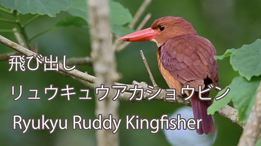 【飛び出し】 リュウキュウアカショウビン Ryukyu Ruddy Kingfisher