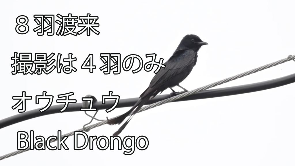 【８羽渡来】 撮影は４羽のみ！ オウチュウ Black Drongo