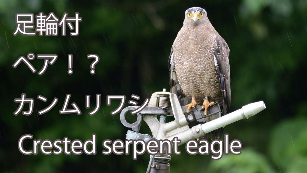 【足輪付　ペア！？】 カンムリワシ Crested serpent eagle