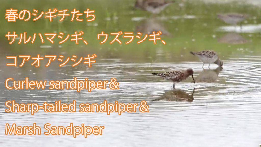 【春のシギチたち】 サルハマシギ、ウズラシギ、コアオアシシギ Curlew sandpiper＆ Sharp-tailed sandpiper＆Marsh Sandpiper
