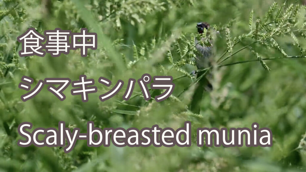 【食事中】 シマキンパラ Scaly-breasted munia
