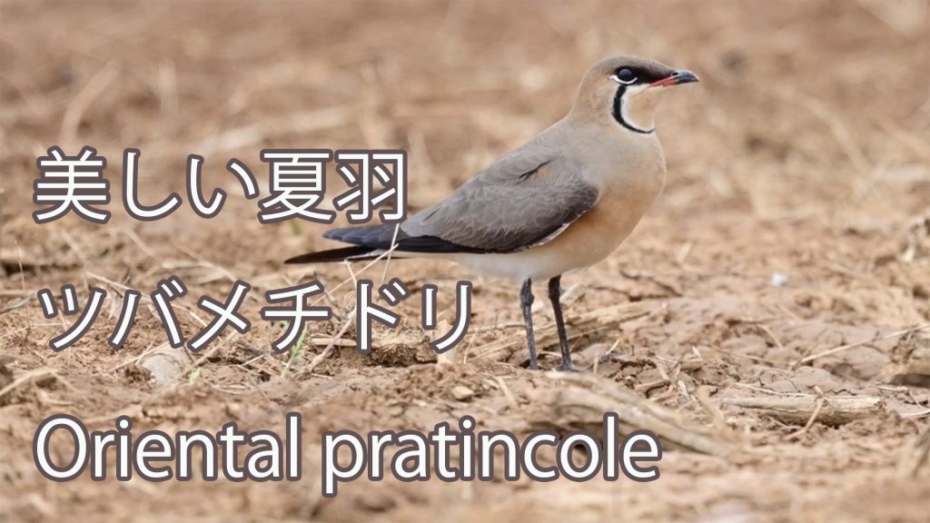 【美しい夏羽】 ツバメチドリ Oriental pratincole
