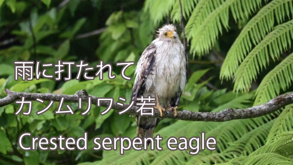 【雨に打たれて】 カンムリワシ若 Crested serpent eagle