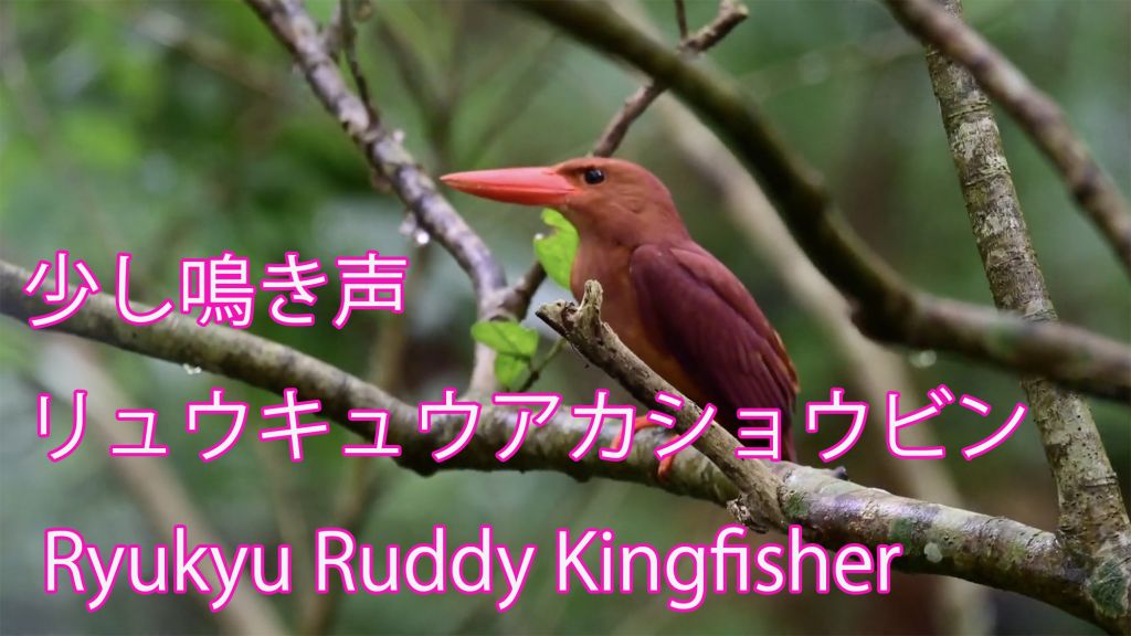 【少し鳴き声】リュウキュウアカショウビン Ryukyu Ruddy Kingfisher