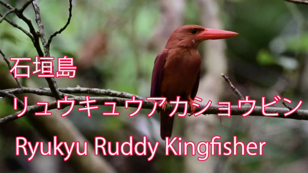 【石垣島】  リュウキュウアカショウビン  Ryukyu Ruddy Kingfisher