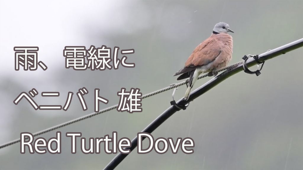 【雨、電線に】 ベニバト 雄 Red Turtle Dove