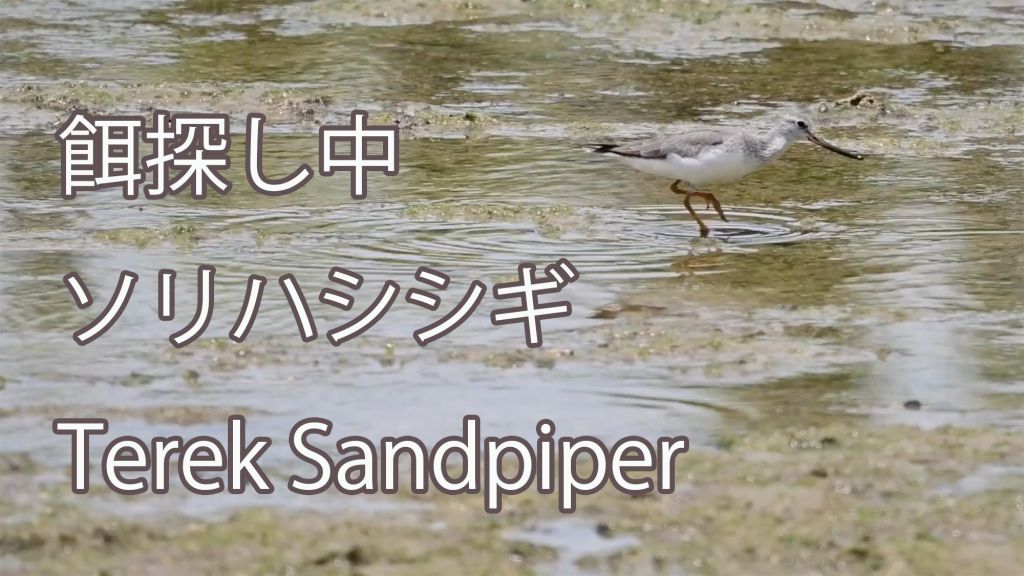 【餌探し中】 ソリハシシギ Terek Sandpiper