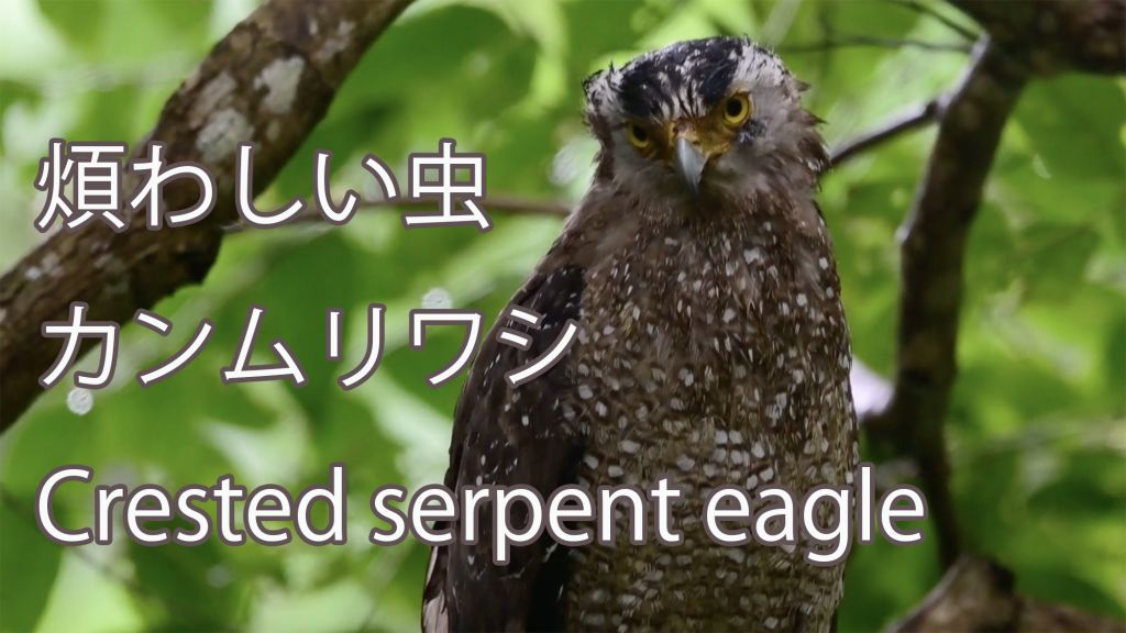 【煩わしい虫】カンムリワシ Crested serpent eagle