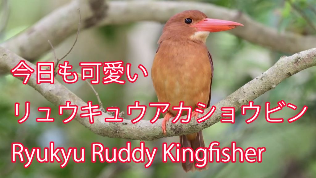 【今日も可愛い】 リュウキュウアカショウビン Ryukyu Ruddy Kingfisher