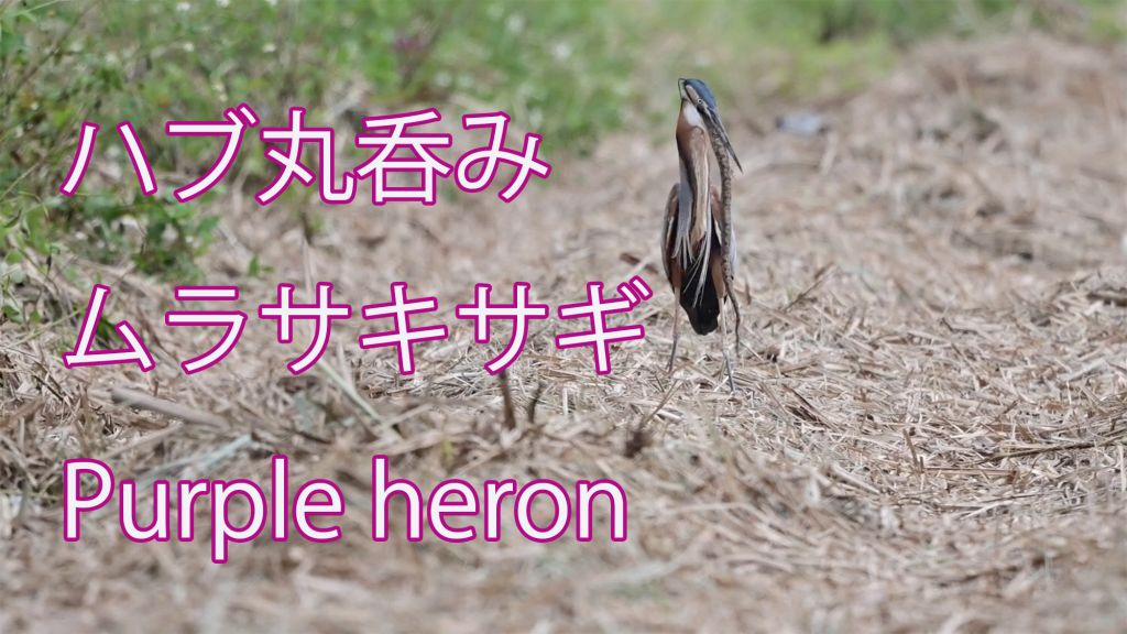 【ハブ丸呑み】 ムラサキサギ Purple heron