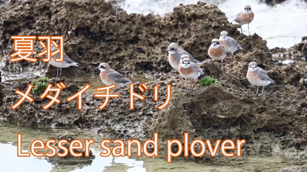 【夏羽】メダイチドリ Lesser sand plover